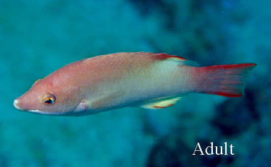  Bodianus neilli (Bay of Bengal Hogfish)